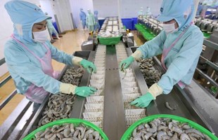 Xuất khẩu thủy sản phục hồi và tăng tốc