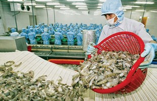 Xuất khẩu tôm có thể bứt phá!