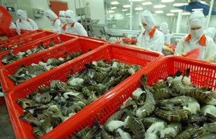 Xuất khẩu tôm sang EU được dự báo sẽ tăng trở lại vào cuối năm